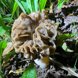 Yellow Morel