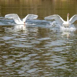 Höckerschwan