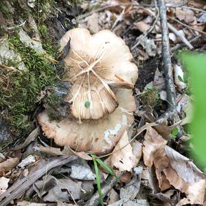 Oyster Mushroom