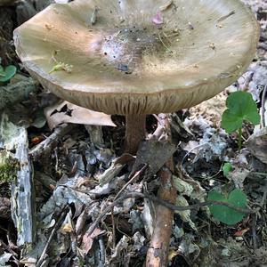 Fawn Mushroom