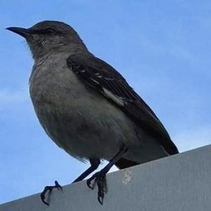 Northern Mockingbird