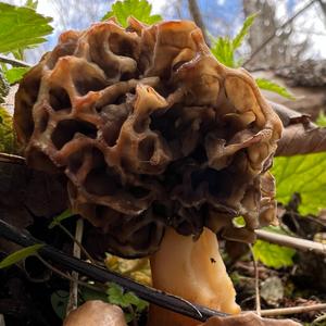 Yellow Morel