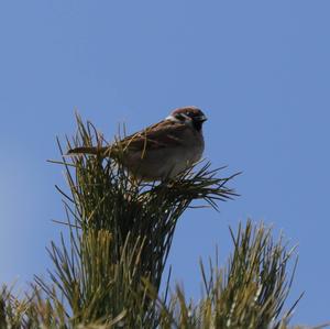 Eurasian Tree Sparrow