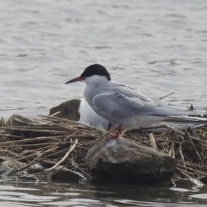 Common Tern