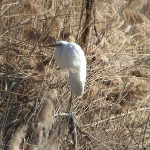 Great Egret