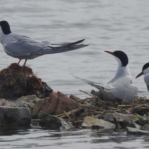 Common Tern