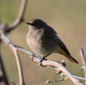 Black Redstart