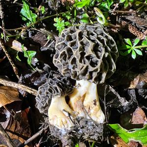 Yellow Morel