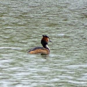 Great Crested Grebe