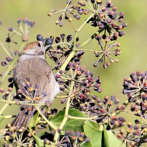 Blackcap