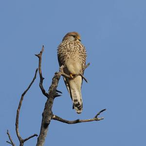 Common Kestrel