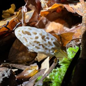 Black Morel