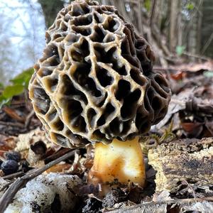 Yellow Morel