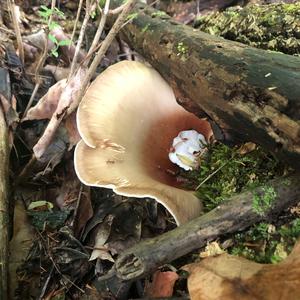 Black-footed Polypore