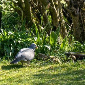 Common Wood-pigeon