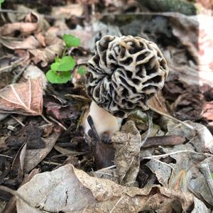 Yellow Morel