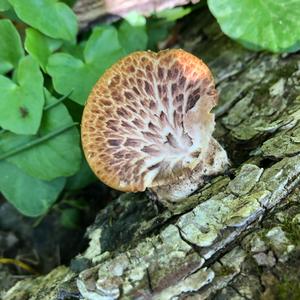 Dryad`s Saddle