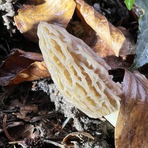 Black Morel