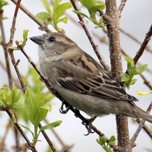 House Sparrow