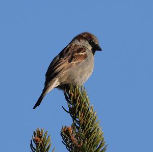 House Sparrow