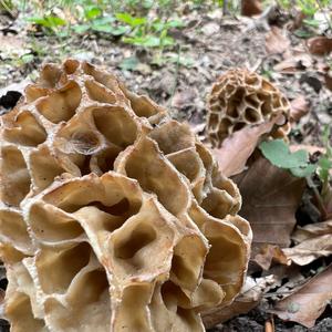 Yellow Morel