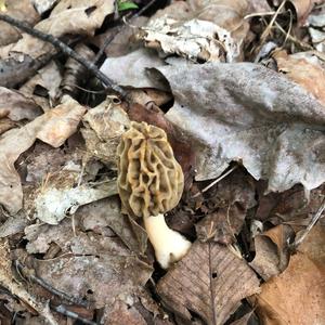 Yellow Morel