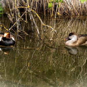 Red-crested Pochard