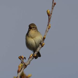 Common Chiffchaff