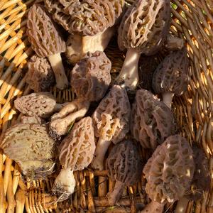 Black Morel