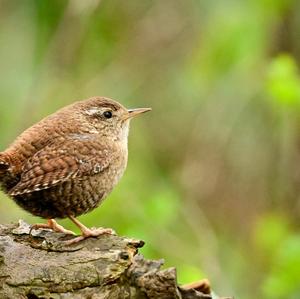 Winter Wren