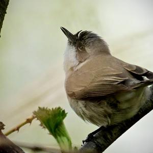 Lesser Whitethroat