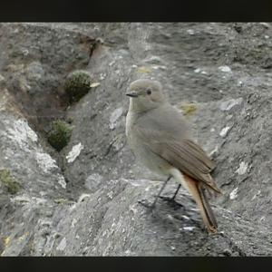 Black Redstart