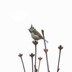 Crested Tit