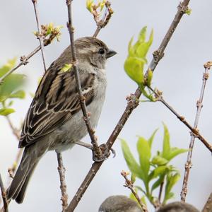 House Sparrow