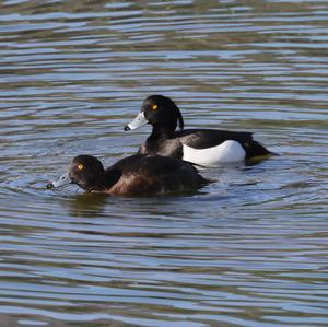 Tufted Duck