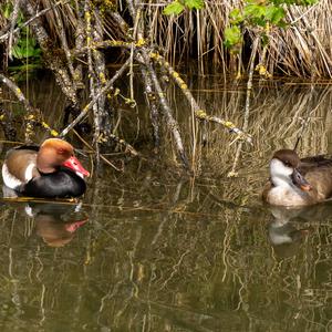 Red-crested Pochard