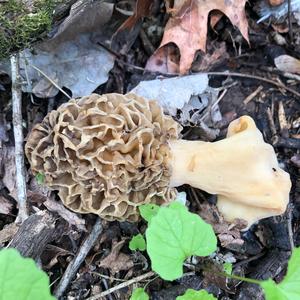 Yellow Morel