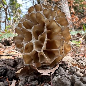 Yellow Morel