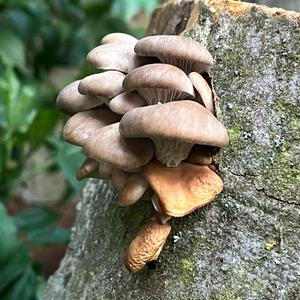 Oyster Mushroom