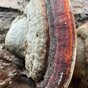 Red-belted Polypore