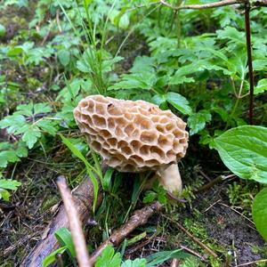 Yellow Morel