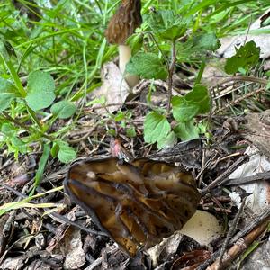 Half-free Morel