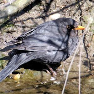 Eurasian Blackbird