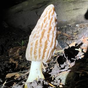 Black Morel