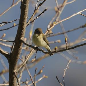 Common Chiffchaff