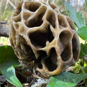 Yellow Morel