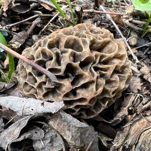 Yellow Morel