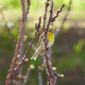 European Serin