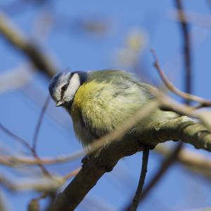 Blue Tit