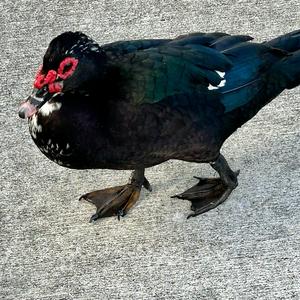 Muscovy Duck